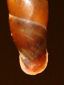 Clausiliidae da posatura Isonzo